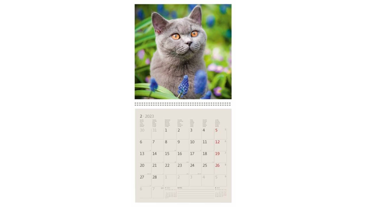 Kalender 2027 Helma 365 30x30cm katten