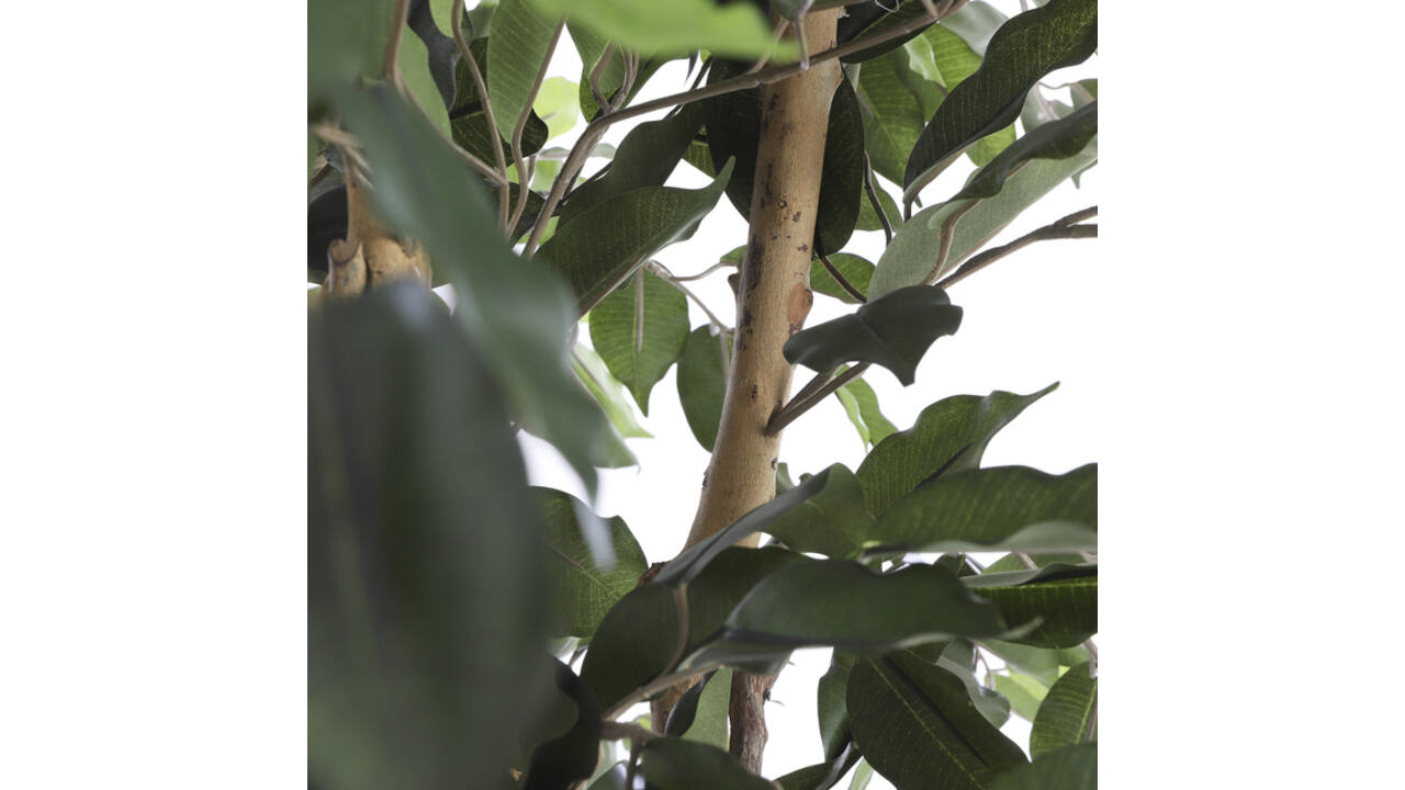 Kunstplant Mica Ficus in plastic pot 180x100cm