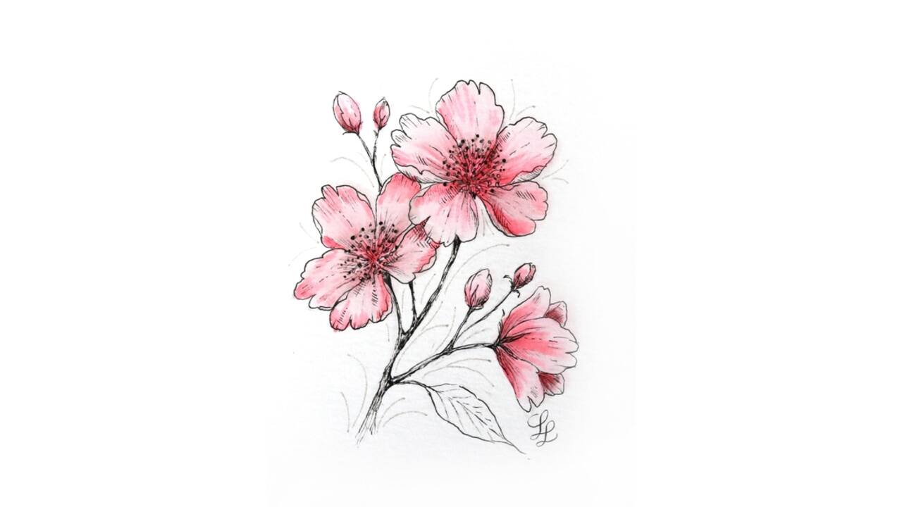 Tekenset Sakura Creative Kit Cherry Blossom