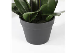 Kunstplant Mica Phalaenopsis orchideeën wit in plastic pot 79x51cm