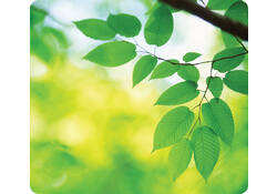 Muismat Fellowes natuur collectie bladeren